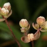 Radiola linoides Flor