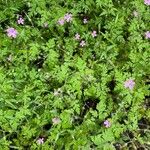 Geranium robertianumBlomst