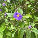 Solanum laciniatum Flor