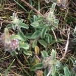Mentha pulegium ᱥᱟᱠᱟᱢ
