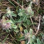 Mentha pulegium Blatt