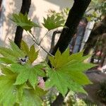 Acer shirasawanum Folha