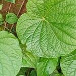 Piper umbellatum Leaf