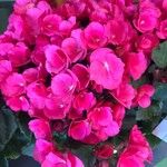Begonia × hiemalisFleur