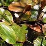 Potamogeton polygonifolius Leaf