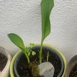 Calla palustris Liść