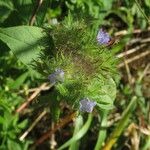 Jacquemontia tamnifolia Flor