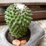 Mammillaria polytheleLapas