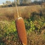 Typha × glauca Owoc