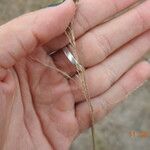 Puccinellia distans Blodyn