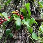 Smilax aspera Fruto