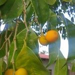 Ficus benjamina Frucht