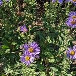 Aster amellus Staniste