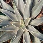 Echeveria bifida Hoja