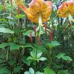 Lilium michauxii Flower