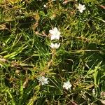 Spergula arvensis 花