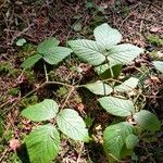 Rubus nigricans Blatt