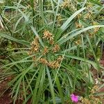 Cyperus alternifoliusFlower