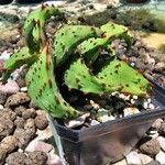 Aloe castilloniae Yaprak