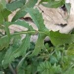 Lactuca floridana Blad