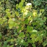 Lunaria annua عادت داشتن