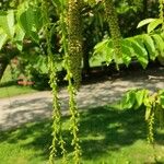 Pterocarya rhoifolia Flower