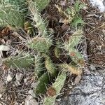 Opuntia fragilis Leaf