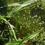 Sagittaria sagittifolia Folla