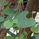 Aristolochia littoralis Leaf