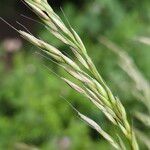 Arrhenatherum elatius 果實
