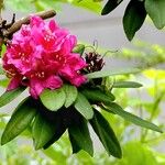 Rhododendron ferrugineum Blodyn