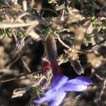 Lithodora fruticosa Blüte
