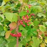 Viburnum opulusFruit