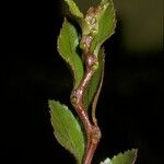 Nothofagus betuloides Bark