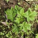 Cleome viscosaBlad