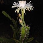 Epiphyllum phyllanthusCvet