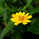 Sphagneticola trilobata Flower