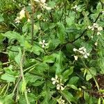 Eruca vesicaria Квітка