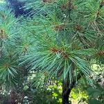 Pinus koraiensis 葉
