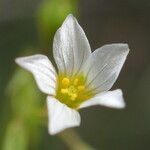 Linum catharticum Květ