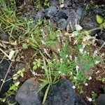 Polygala paniculata Цвете