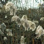 Phragmites australis 果實