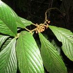 Besleria robusta Leaf