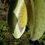 Araujia sericifera Fruit