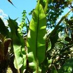 Elaphoglossum hybridum Blatt