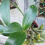 Dendrobium bifalce Leaf