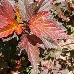 Physocarpus opulifolius Leaf