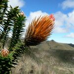 Chuquiraga jussieui Blüte