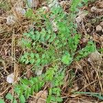 Sanguisorba verrucosa Buveinė