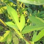 Ambrosia trifida Leaf